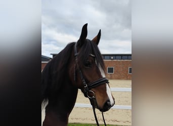 Plus de chevaux à sang chaud, Jument, 6 Ans, 160 cm, Pinto