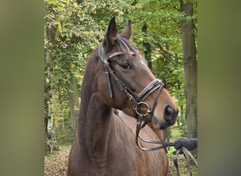 Plus de chevaux à sang chaud, Jument, 6 Ans, 162 cm, Bai brun