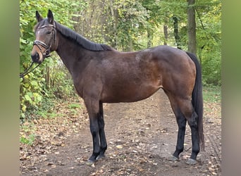 Plus de chevaux à sang chaud, Jument, 6 Ans, 162 cm, Bai brun
