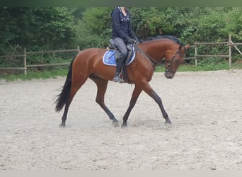 Plus de chevaux à sang chaud, Jument, 6 Ans, 162 cm, Bai