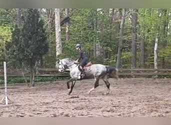 Plus de chevaux à sang chaud, Jument, 6 Ans, 162 cm, Gris noir