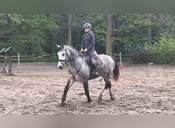 Plus de chevaux à sang chaud, Jument, 6 Ans, 162 cm, Gris noir