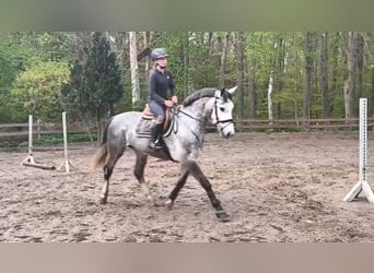 Plus de chevaux à sang chaud, Jument, 6 Ans, 162 cm, Gris noir