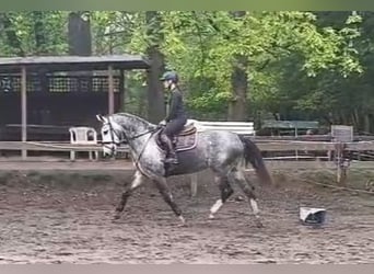 Plus de chevaux à sang chaud, Jument, 6 Ans, 162 cm, Gris noir