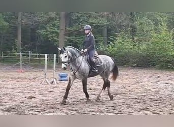 Plus de chevaux à sang chaud, Jument, 6 Ans, 162 cm, Gris noir