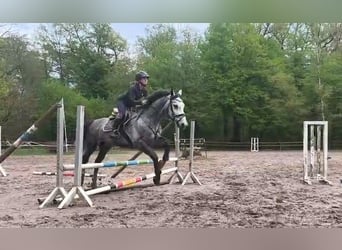 Plus de chevaux à sang chaud, Jument, 6 Ans, 162 cm, Gris noir