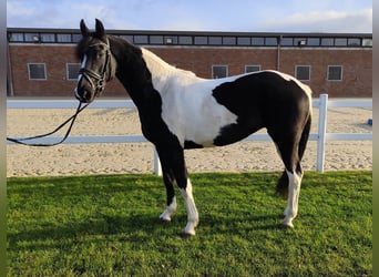 Plus de chevaux à sang chaud, Jument, 6 Ans, 162 cm, Pinto