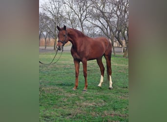 Plus de chevaux à sang chaud, Jument, 6 Ans, 163 cm, Bai