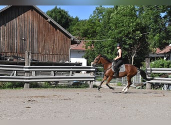 Plus de chevaux à sang chaud Croisé, Jument, 6 Ans, 165 cm, Bai
