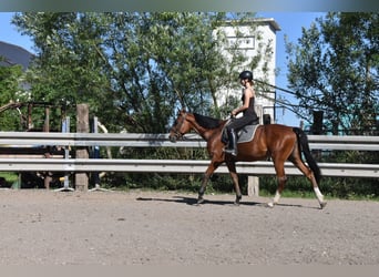 Plus de chevaux à sang chaud Croisé, Jument, 6 Ans, 165 cm, Bai