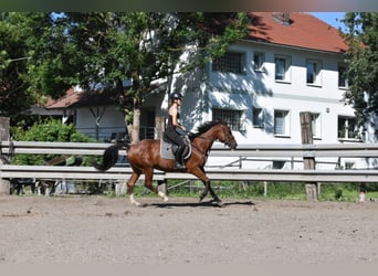 Plus de chevaux à sang chaud Croisé, Jument, 6 Ans, 165 cm, Bai