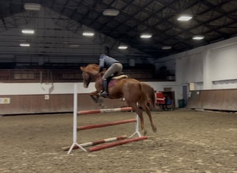 Plus de chevaux à sang chaud, Jument, 6 Ans, 167 cm, Alezan