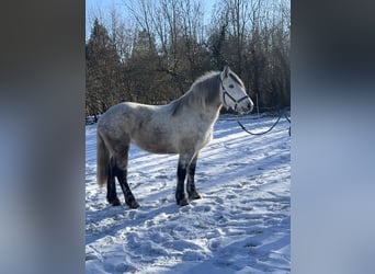 Plus de chevaux à sang chaud Croisé, Jument, 7 Ans, 152 cm, Gris