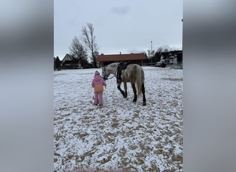 Plus de chevaux à sang chaud Croisé, Jument, 7 Ans, 154 cm, Gris