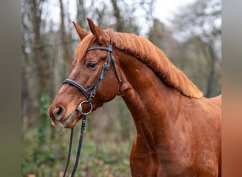 Plus de chevaux à sang chaud, Jument, 7 Ans, 160 cm, Alezan