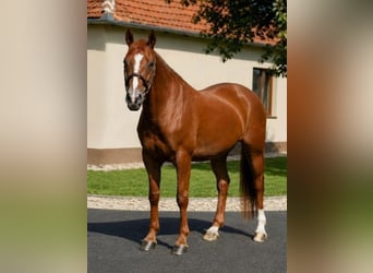 Plus de chevaux à sang chaud, Jument, 7 Ans, 160 cm, Alezan