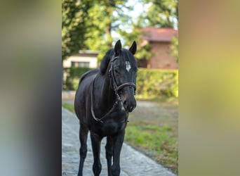 Plus de chevaux à sang chaud Croisé, Jument, 7 Ans, 160 cm, Bai brun foncé