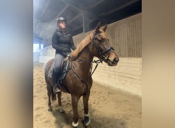 Plus de chevaux à sang chaud, Jument, 7 Ans, 163 cm, Alezan brûlé