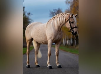 Plus de chevaux à sang chaud, Jument, 7 Ans, 163 cm, Palomino
