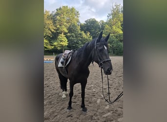 Plus de chevaux à sang chaud, Jument, 7 Ans, 165 cm, Bai brun foncé