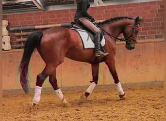 Plus de chevaux à sang chaud, Jument, 7 Ans, 165 cm, Bai