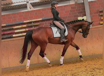 Plus de chevaux à sang chaud, Jument, 7 Ans, 165 cm, Bai