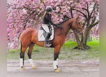 Plus de chevaux à sang chaud, Jument, 7 Ans, 165 cm, Bai