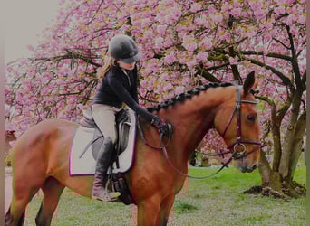 Plus de chevaux à sang chaud, Jument, 7 Ans, 165 cm, Bai