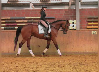 Plus de chevaux à sang chaud, Jument, 7 Ans, 165 cm, Bai