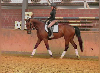 Plus de chevaux à sang chaud, Jument, 7 Ans, 165 cm, Bai