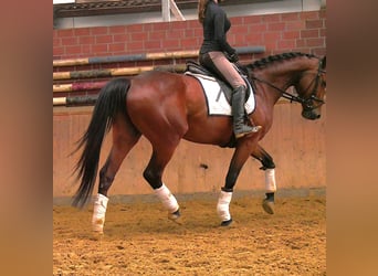 Plus de chevaux à sang chaud, Jument, 7 Ans, 165 cm, Bai