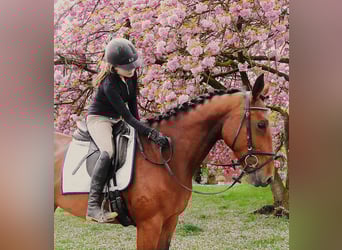 Plus de chevaux à sang chaud, Jument, 7 Ans, 165 cm, Bai