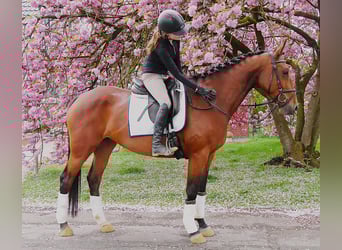 Plus de chevaux à sang chaud, Jument, 7 Ans, 165 cm, Bai