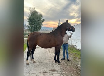 Plus de chevaux à sang chaud, Jument, 7 Ans, 166 cm, Bai brun