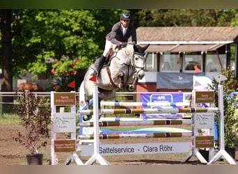Plus de chevaux à sang chaud, Jument, 7 Ans, 166 cm, Gris pommelé