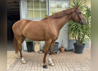 Plus de chevaux à sang chaud, Jument, 7 Ans, 167 cm, Alezan