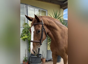 Plus de chevaux à sang chaud, Jument, 7 Ans, 167 cm, Alezan
