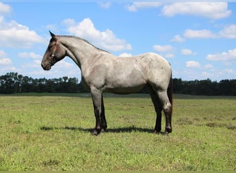 Plus de chevaux à sang chaud, Jument, 7 Ans, 168 cm, Rouan Bleu