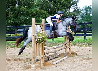 Plus de chevaux à sang chaud, Jument, 7 Ans, 168 cm, Rouan Bleu