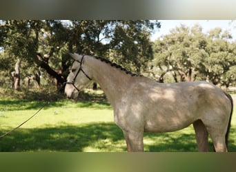 Plus de chevaux à sang chaud Croisé, Jument, 7 Ans, 173 cm, Buckskin