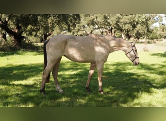 Plus de chevaux à sang chaud Croisé, Jument, 7 Ans, 173 cm, Buckskin