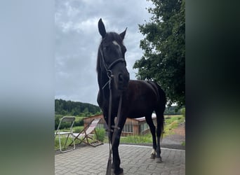 Plus de chevaux à sang chaud, Jument, 7 Ans