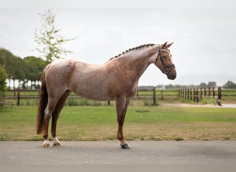 Plus de chevaux à sang chaud, Jument, 8 Ans, 145 cm, Rouan Rouge