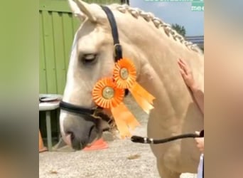 Plus de chevaux à sang chaud, Jument, 8 Ans, 154 cm, Palomino