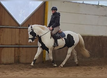 Plus de chevaux à sang chaud, Jument, 8 Ans, 155 cm, Pinto