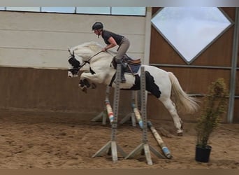 Plus de chevaux à sang chaud, Jument, 8 Ans, 155 cm, Pinto