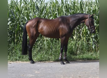 Plus de chevaux à sang chaud, Jument, 8 Ans, 162 cm, Bai