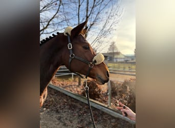 Plus de chevaux à sang chaud, Jument, 8 Ans, 165 cm, Bai