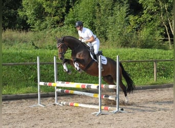 Plus de chevaux à sang chaud, Jument, 8 Ans, 168 cm, Bai brun