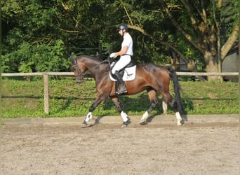 Plus de chevaux à sang chaud, Jument, 8 Ans, 168 cm, Bai brun